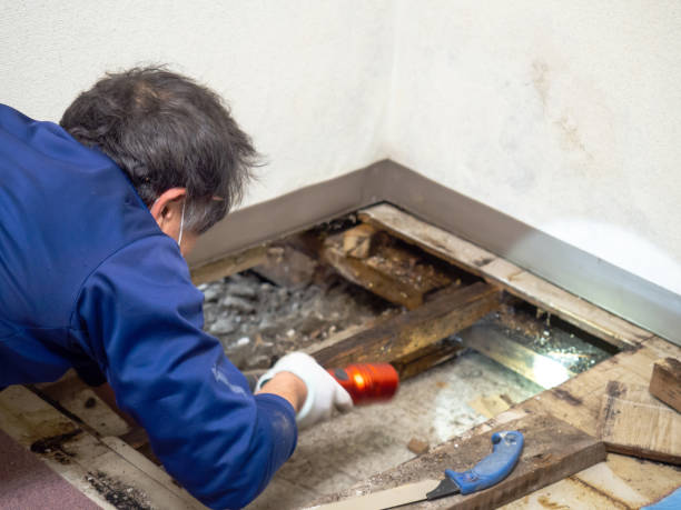 Trusted Lake Shore, WA Mold Remediation Experts