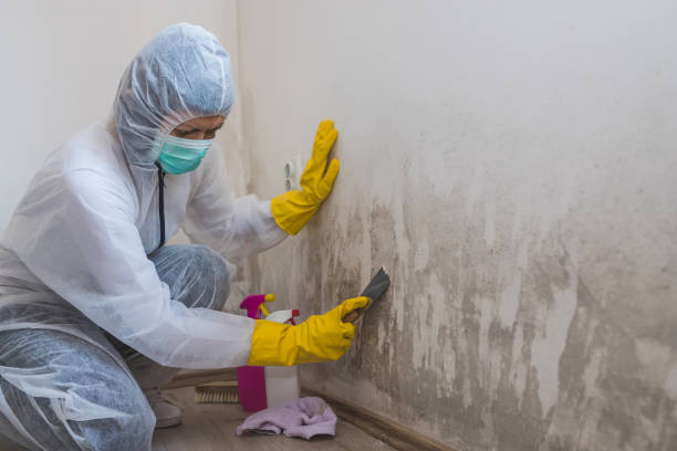 Best Localized Mold Remediation (e.g., coastal areas, humid climates) in Lake Shore, WA