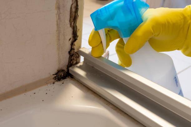 Professional Mold Remediation in Lake Shore, WA