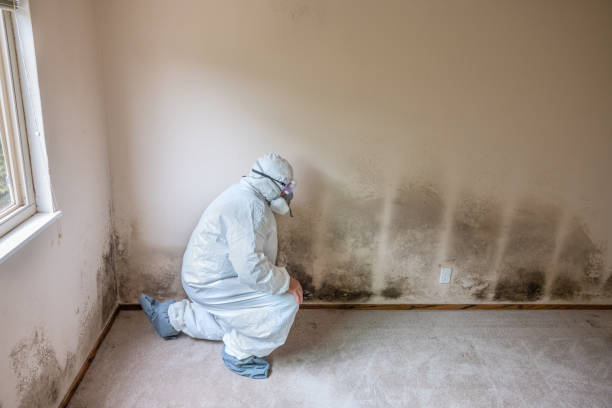 Best Commercial Mold Remediation in Lake Shore, WA